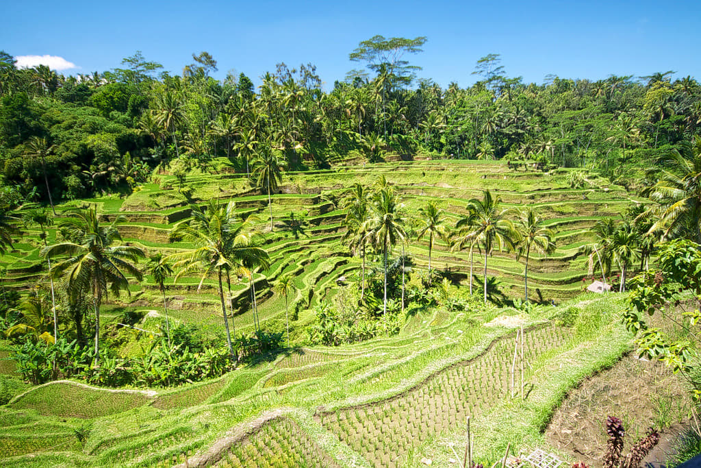 Tegallalang Rice Terraces