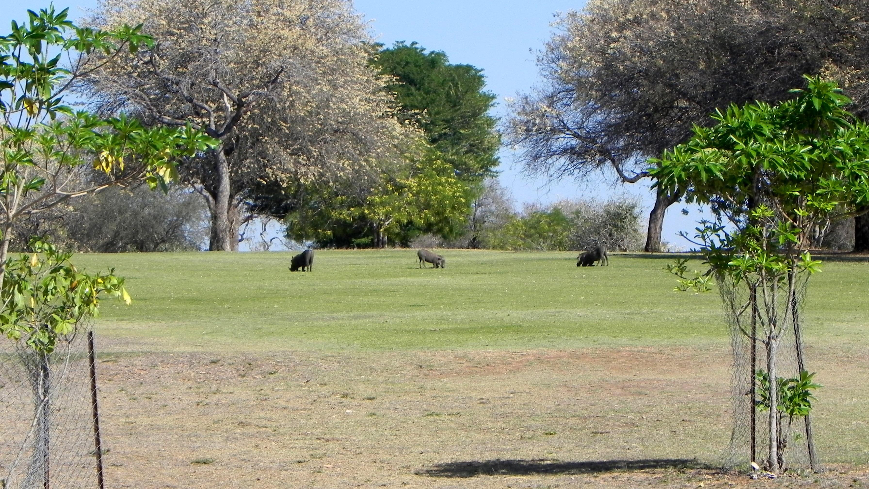 Skukuza Golf Course