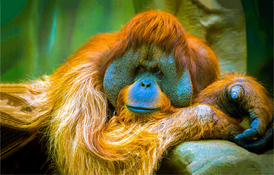 Explore Primate Boulevard and witness Orangutan
