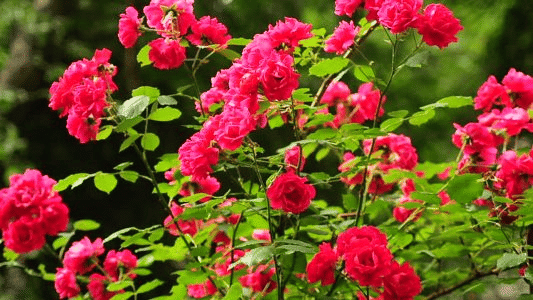 Admire the Various Flora