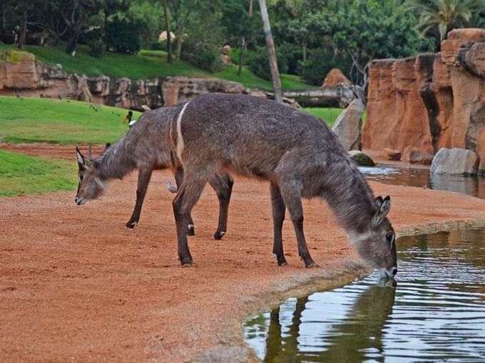 Antelope in Valencia Bioparc