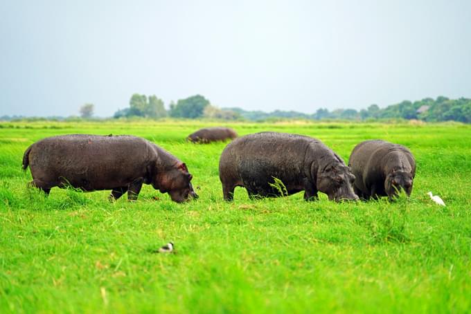 chobe national park