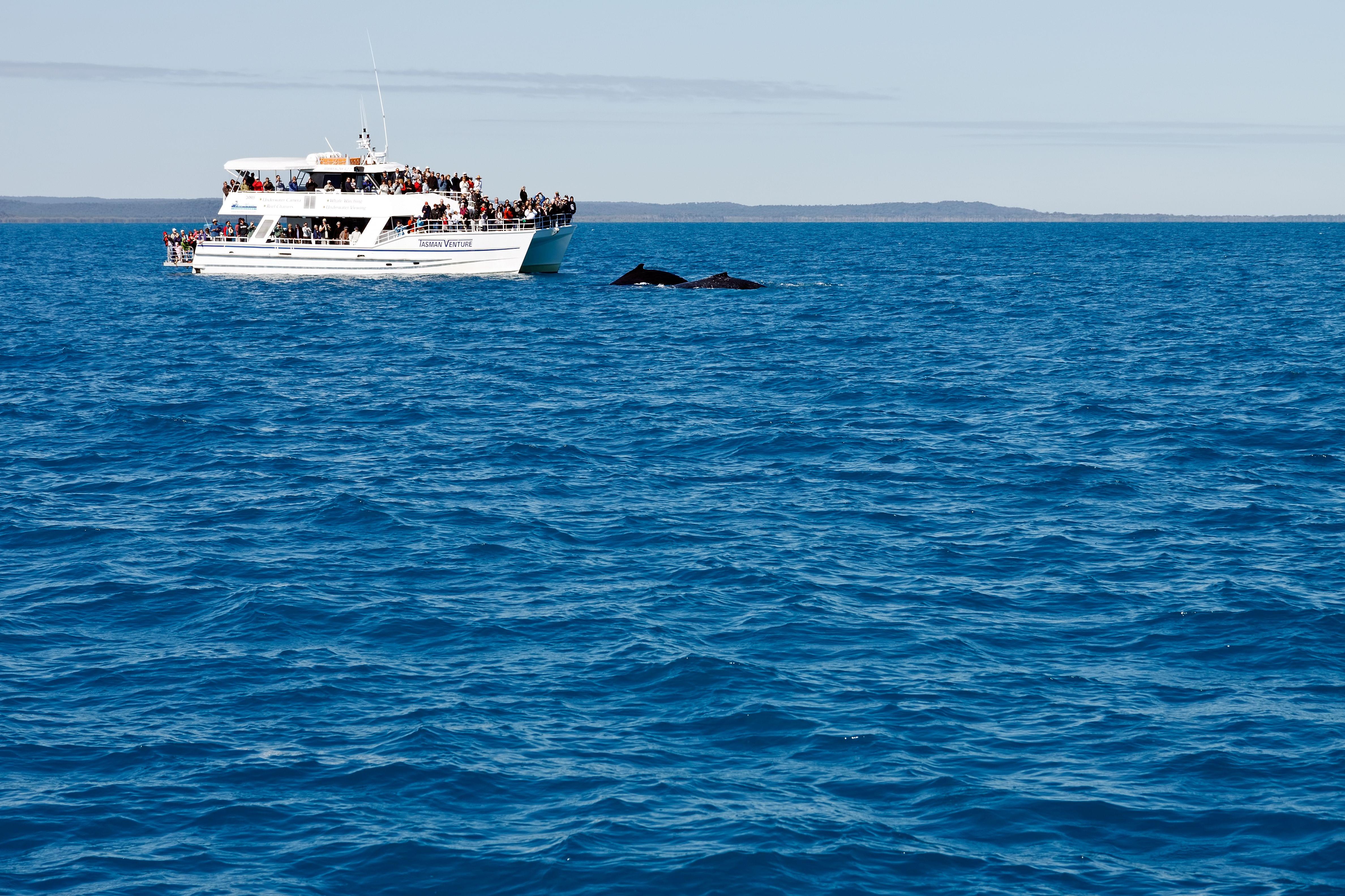 Hervey Bay Whale Watching Tours