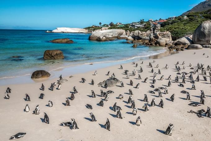 Boulders Beach