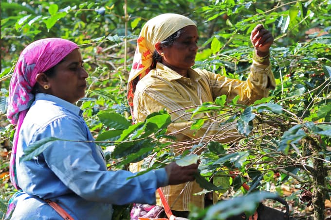 Explore lush coffee and spice plantations on a scenic guided estate walk