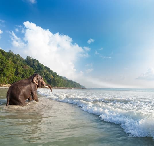 Premium Andaman Tour Package With Elephant Beach