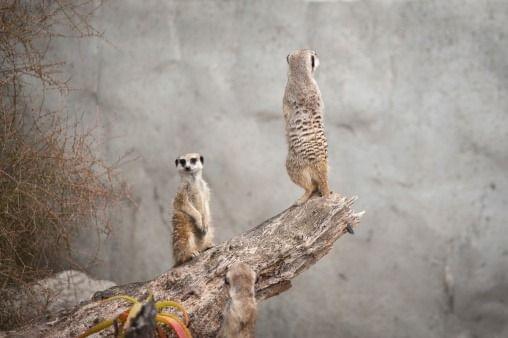 meerkats in Auckland Zoo