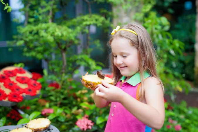 Butterfly Park And Insect Kingdom