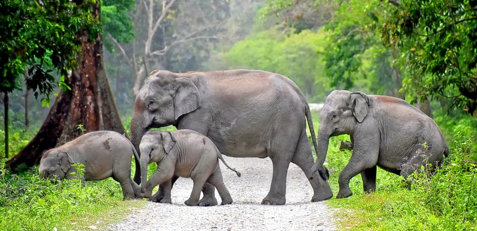 Jaldapara National Park, <em>West Bengal</em>