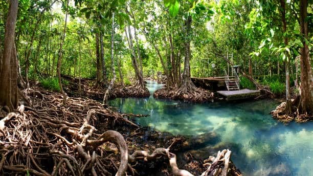 Explore Can Gio Mangrove Forest