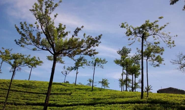 Kumily, <em>Thekkady</em>
