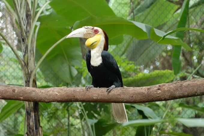 Hornbill Centre.jpg