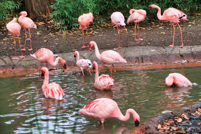 Flamingos at Dallas Zoo