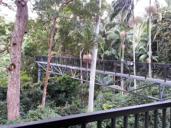 Tamborine Rainforest Skywalk Tickets