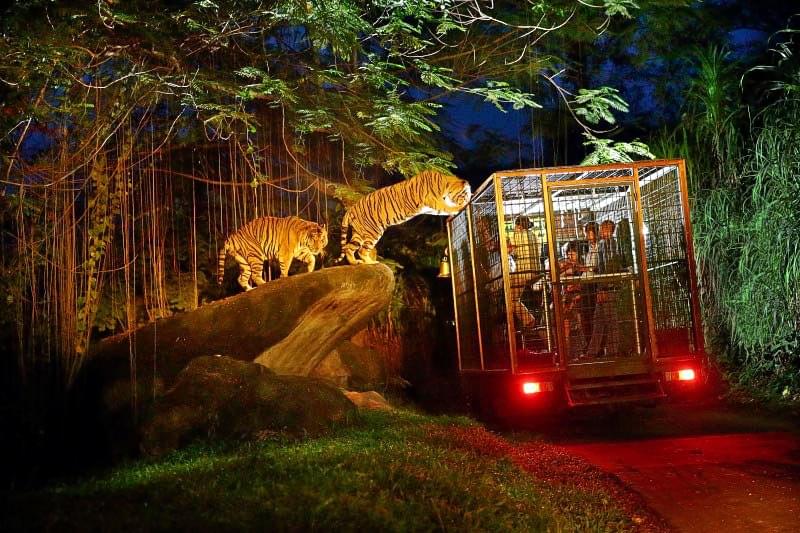 Explore the park inside a caged van to closely see the wilde creatures like tiger