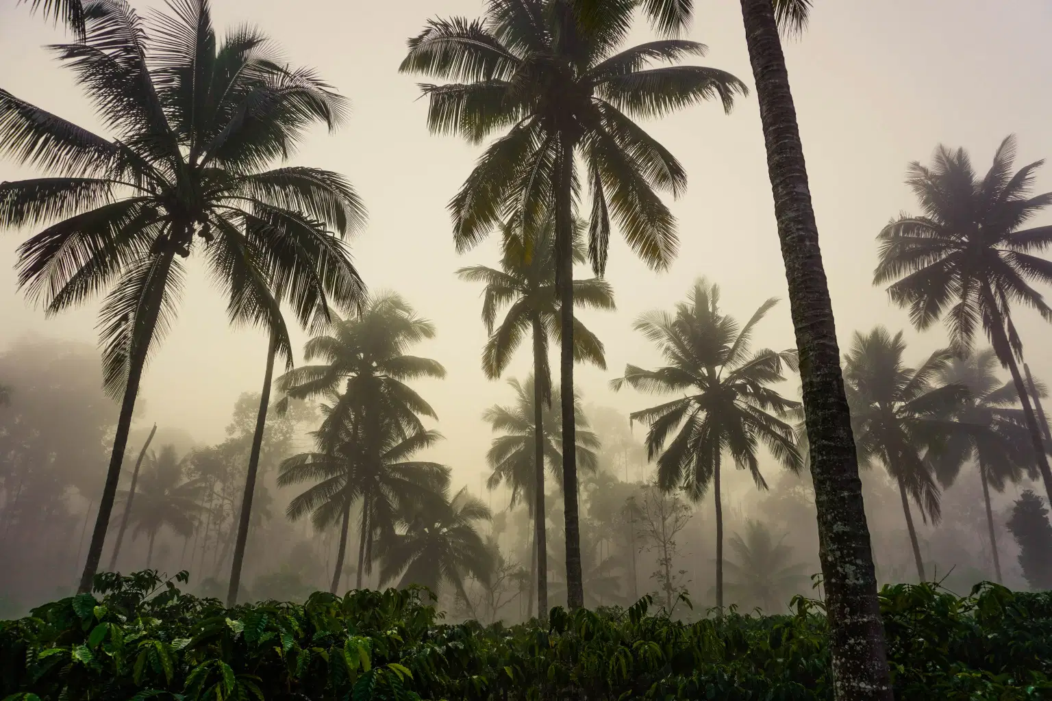 Wayanad