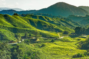 2j48fyajqyrnlzl40ielh5xn2g4n 24694606696 971519dabd o