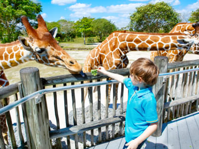 Interact and feed giraffes, the tallest mammals on earth