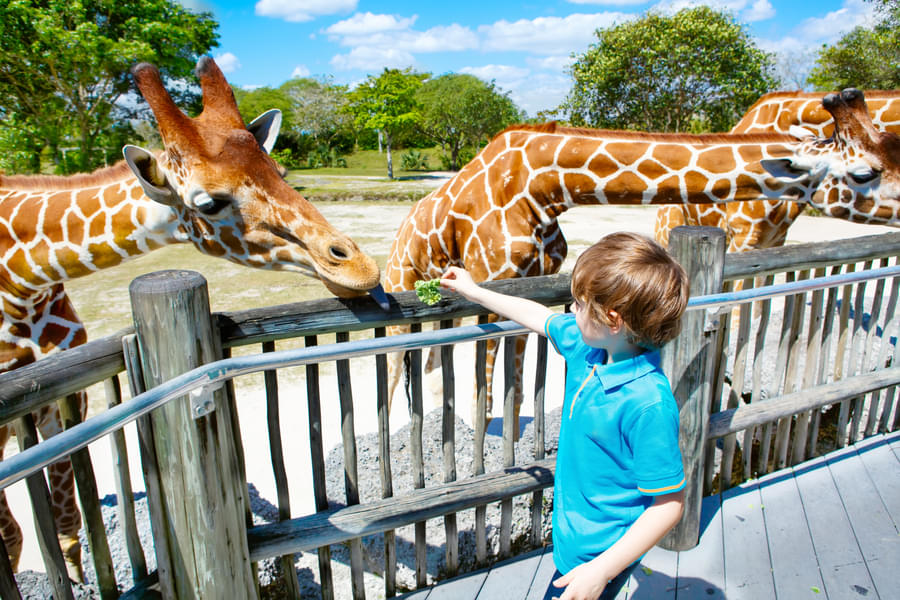 Interact and feed giraffes, the tallest mammals on earth