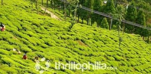 2jh98jiabj0eppgpgkkj6kl5cjq4 darjeeling tea garden 01