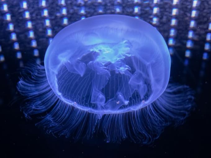 aquarium-explore-button-jellies (1).jpg