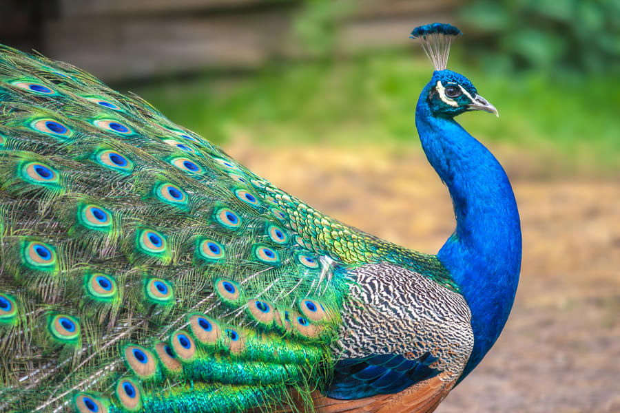 Admire beautiful Peacocks at Zoo Koki