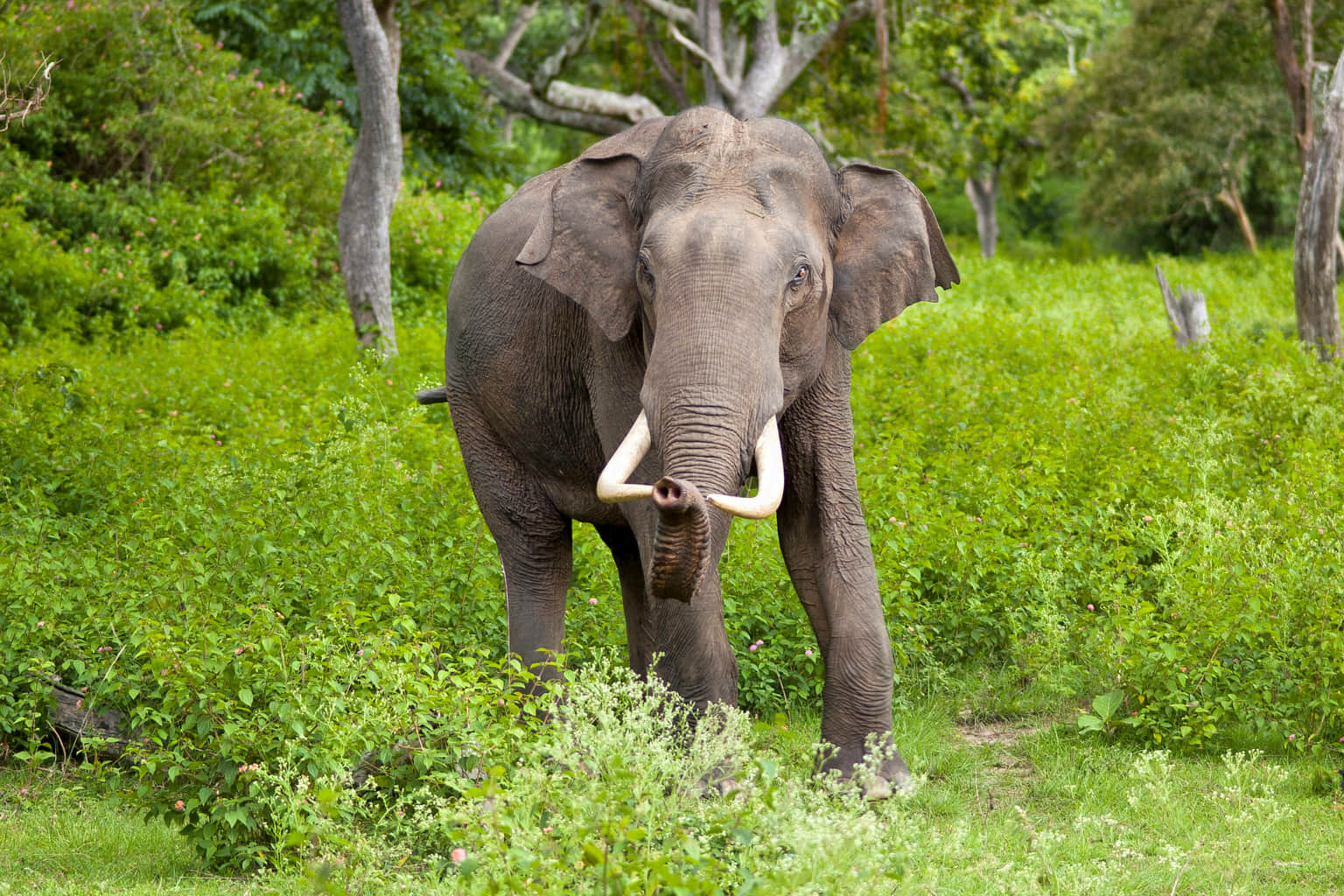 Chinnar Wildlife Sanctuary, <em>Munnar</em>