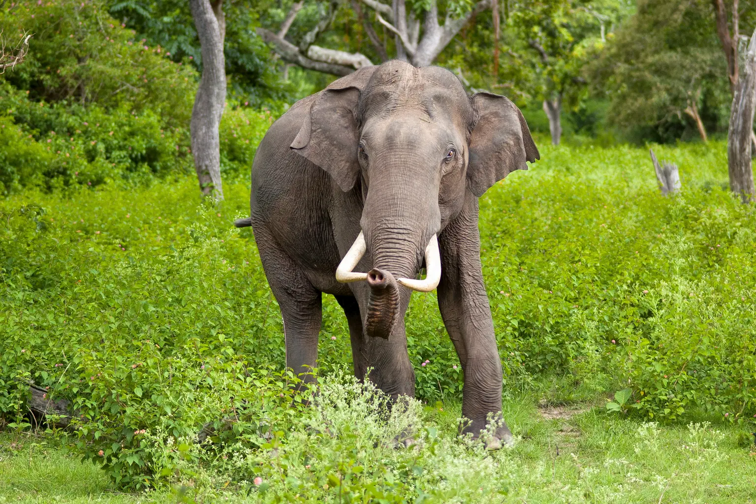 Chinnar Wildlife Sanctuary