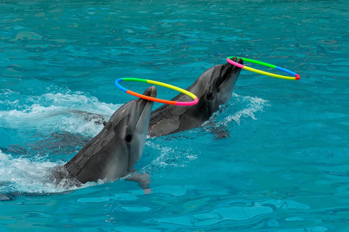 dubai dolphinarium