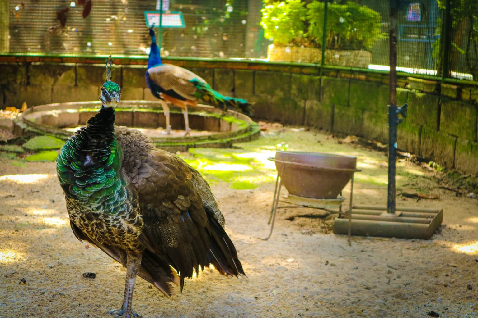Peacocks
