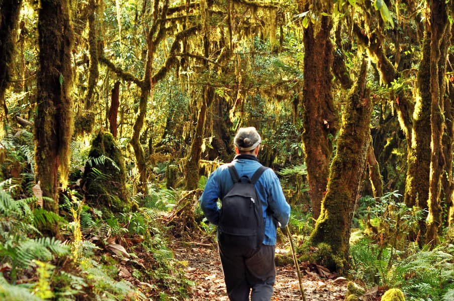 Wildlife Tour In Kaziranga National Park Image