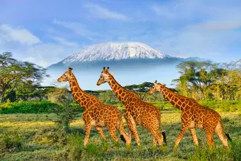 Giraffes spotted at Amboseli National Park