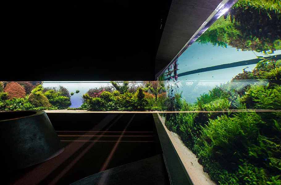 Explore Submerged Forests exhibit 