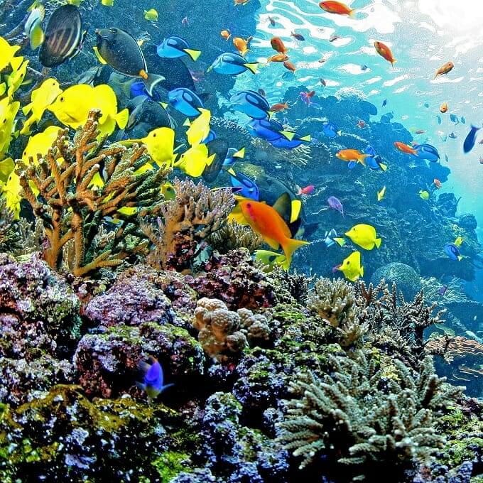 Tropical Diver Georgia Aquarium