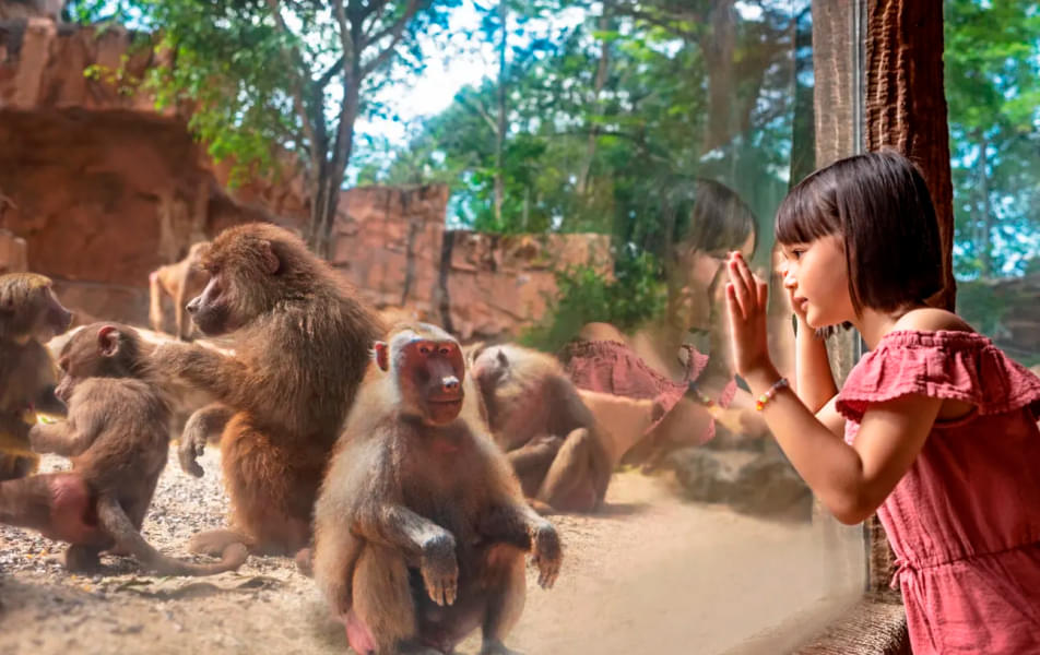 Visit the monkeys at their island home in Singapore Zoo
