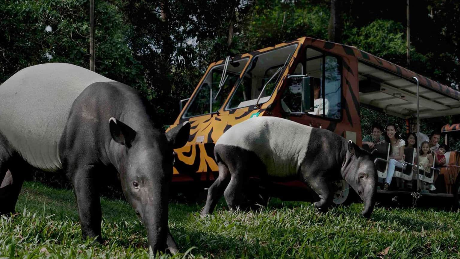 Wildlife Tour