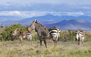 2myx2ggbhlfmcrautpx64j8s3bx6 zebra%20gallery 1