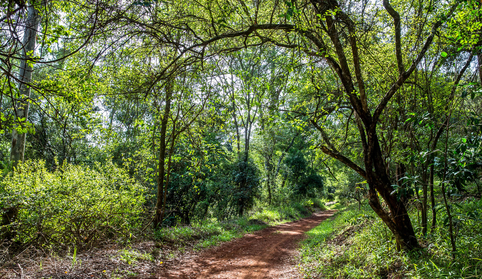 Mau Forest