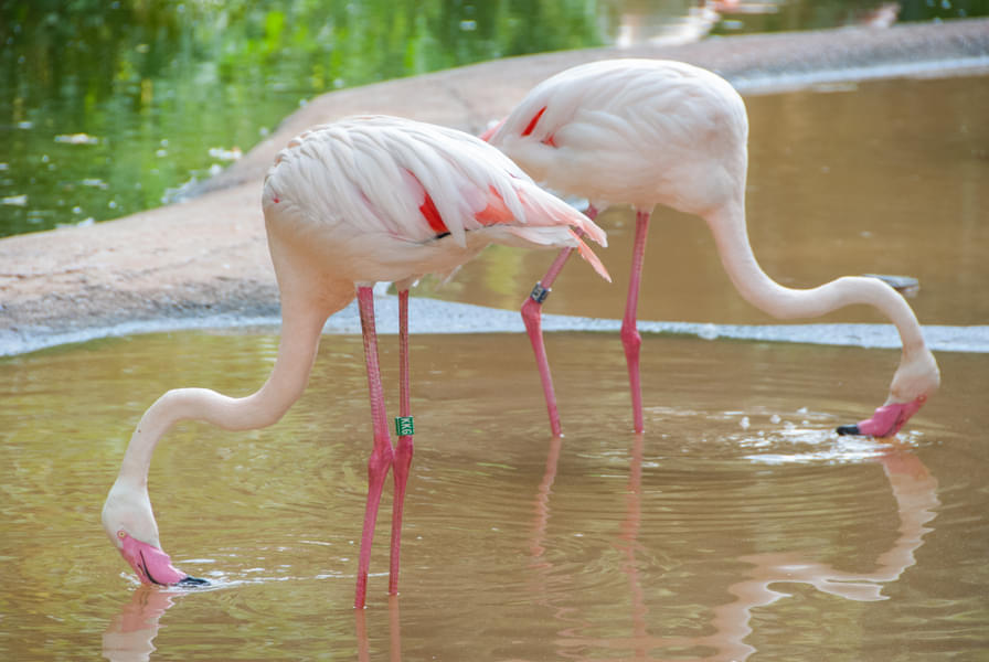 Be fascinated by the pink feathered flamingos