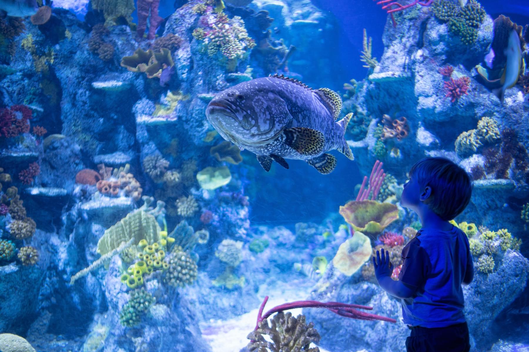 Lotte World Aquarium, South Korea