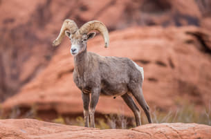 2nucs3aksn2wa51oy7pc9na860yw shutterstock 1626707323