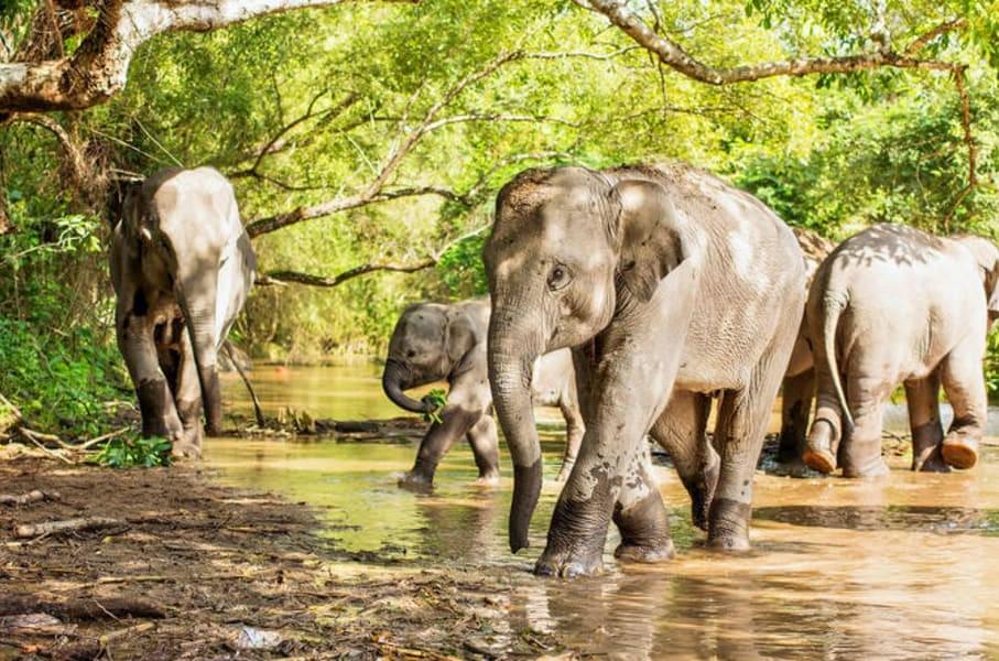 In The Footsteps Of Giants: One Day In The Life Of An Asian Elephant