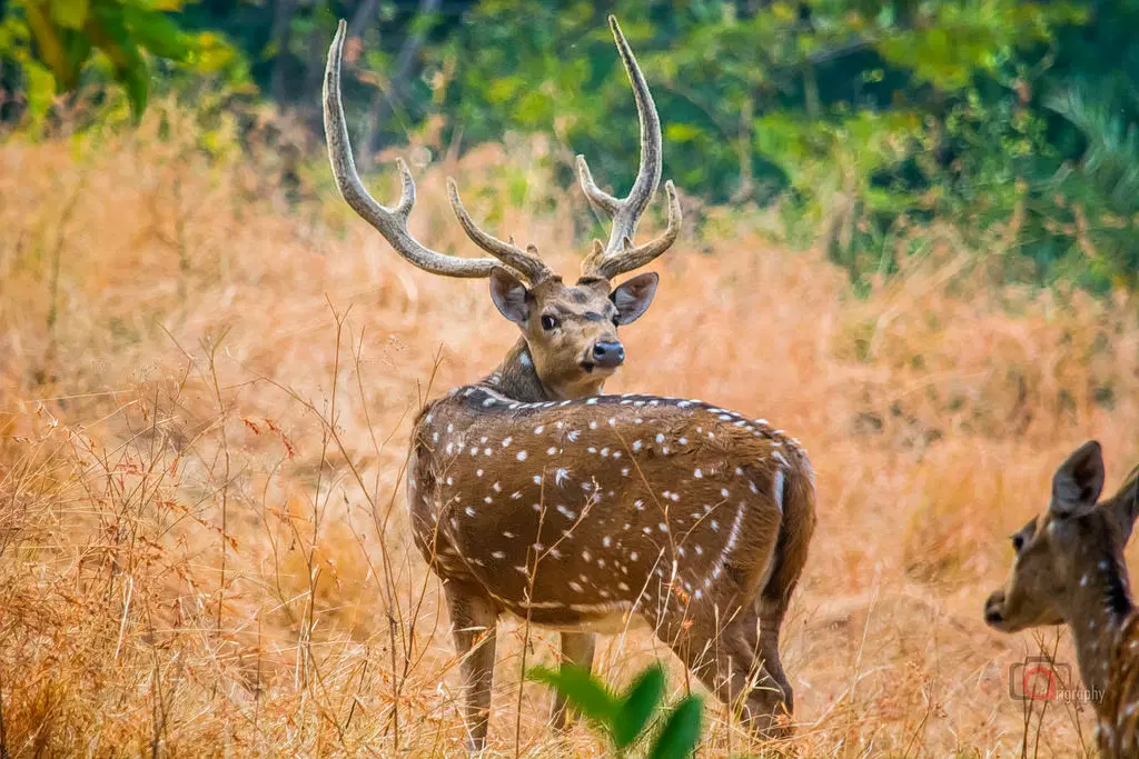 Wildlife Safari