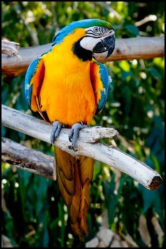 Parrot in Gramado Zoo