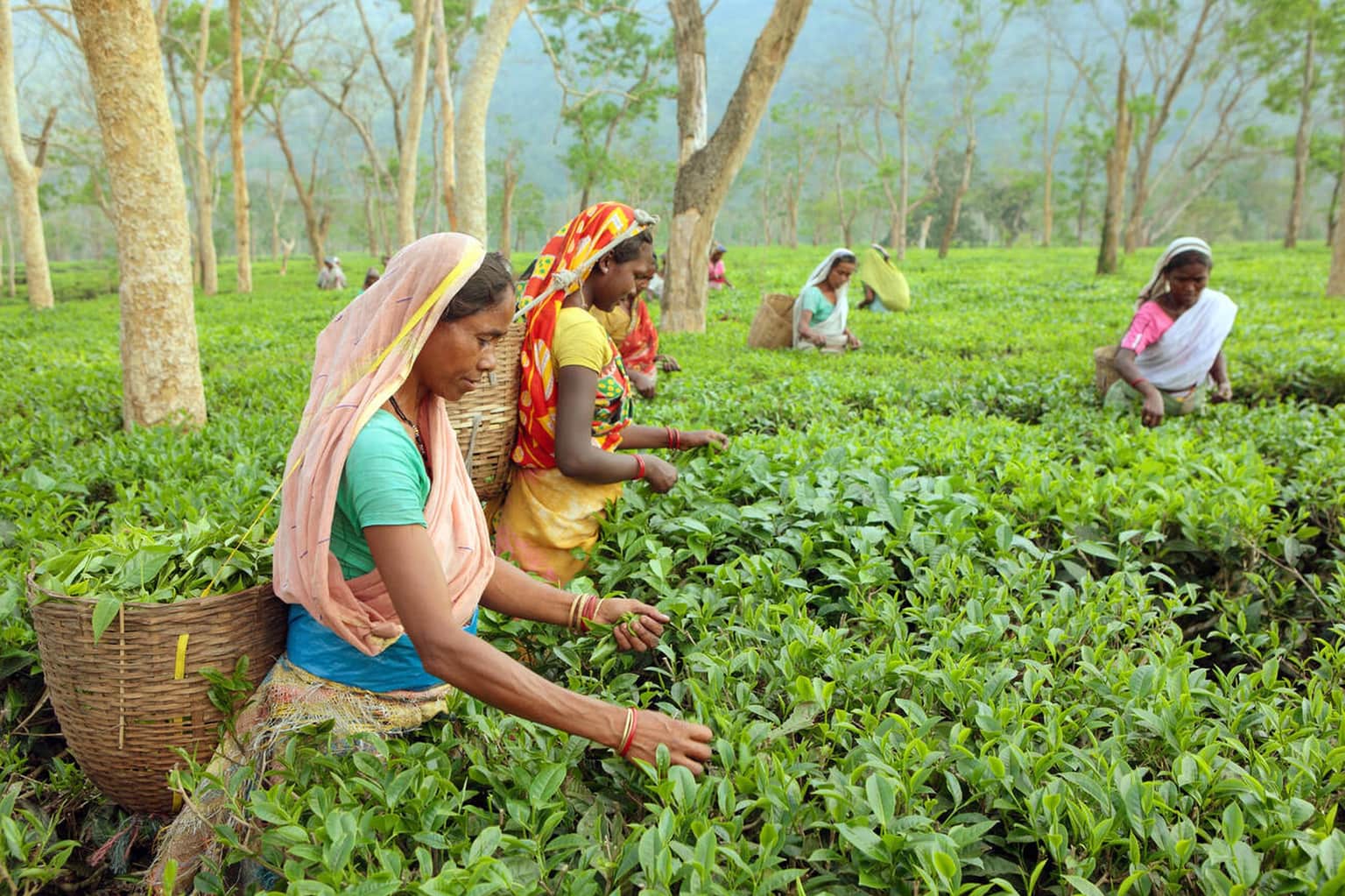 Walk Through Tea Gardens and Forest Trails