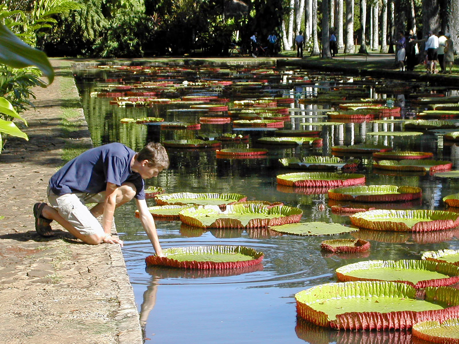 Mauritius National Botanical Garden Overview