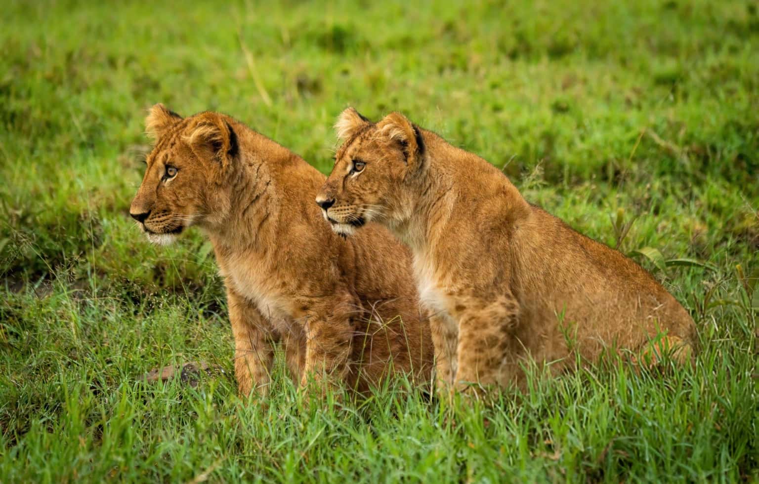 Wild Wonders of Maasai Mara & Lake Naivasha | Group Tour Package