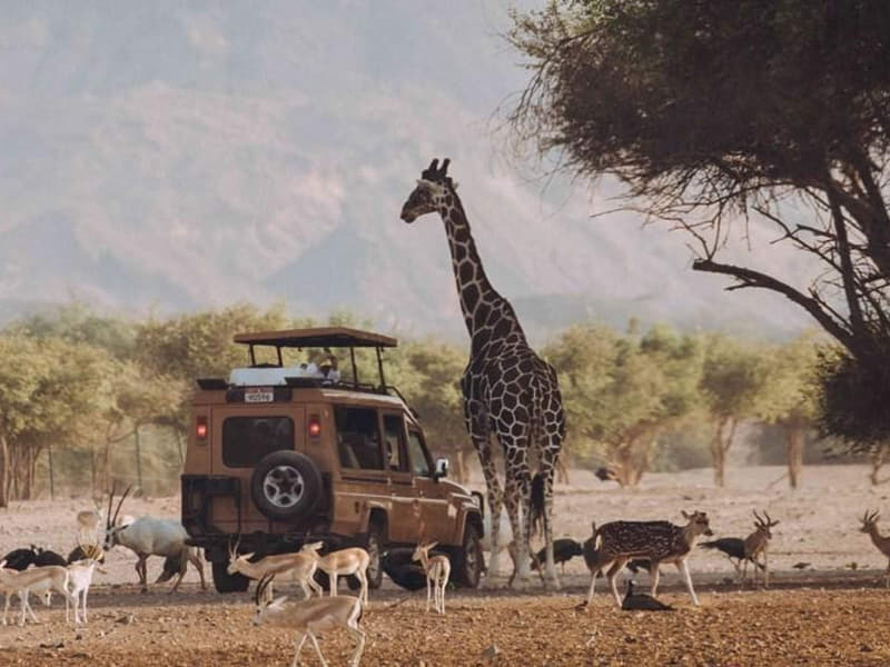 Arabian Wildlife Park Tickets Image