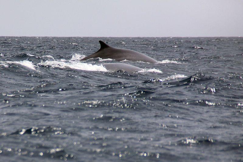 Whale at the Azores. Portugal