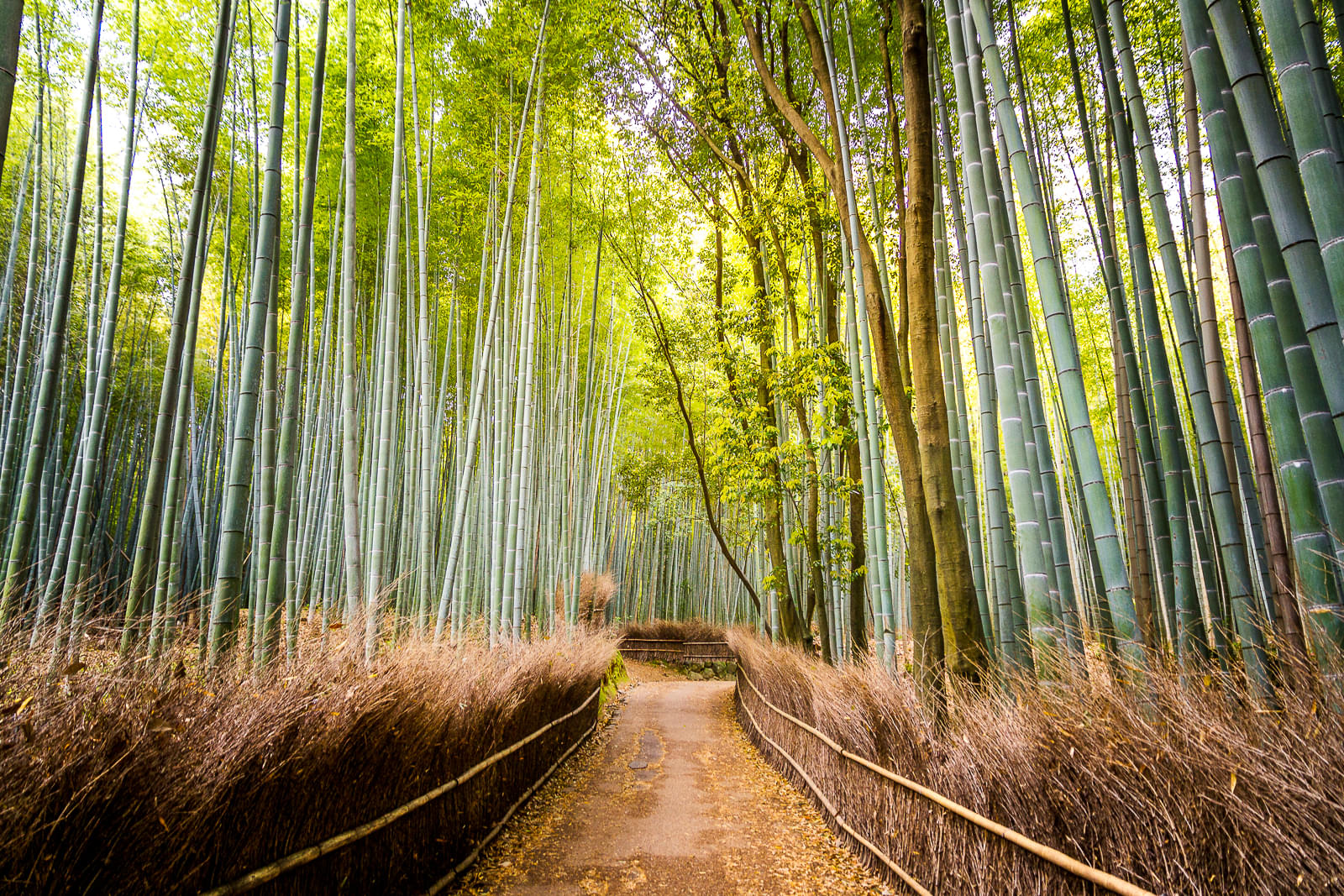 Arashiyama Overview